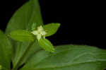 Licorice bedstraw